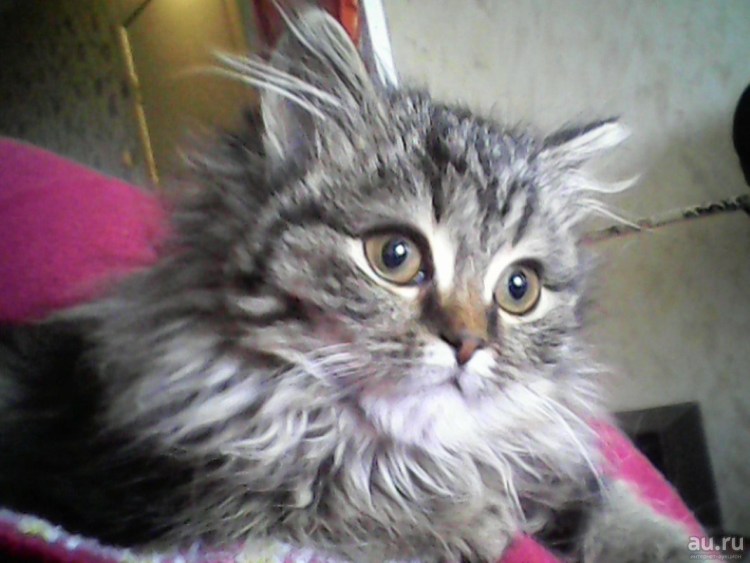 Мейн кун помесь