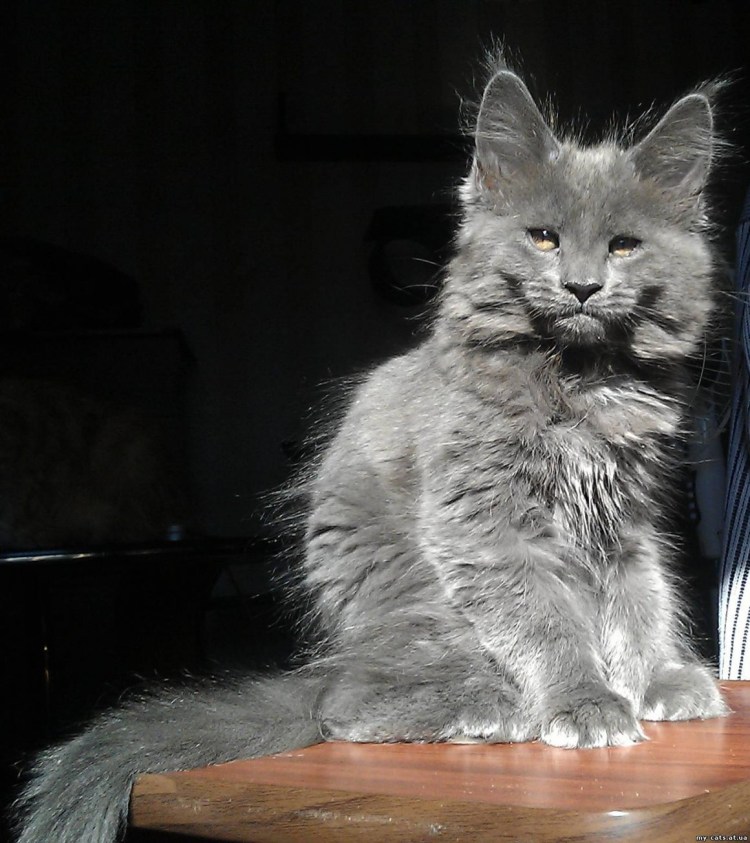 Персидская шиншилла