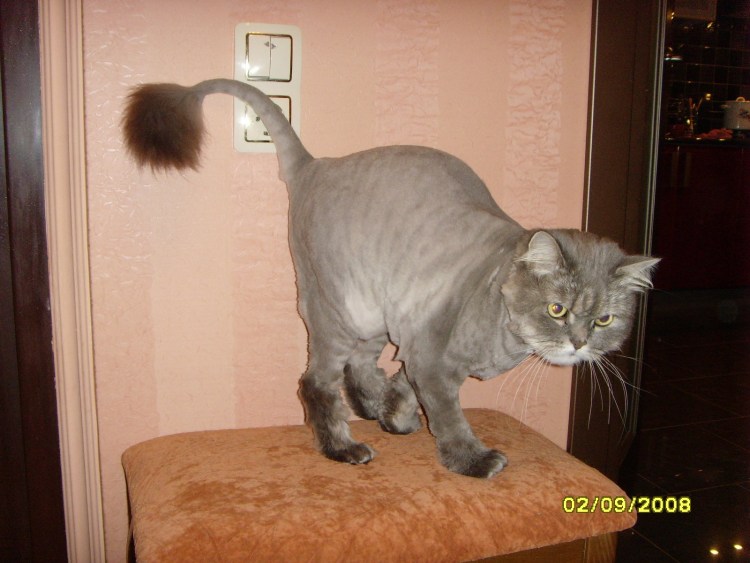 Кошка метис Британская порода и Венский карнавал