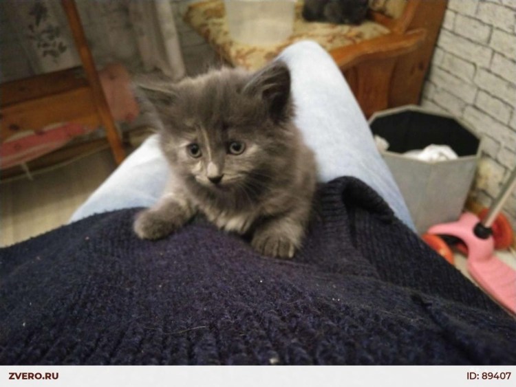 Персидская с сибирской смесь