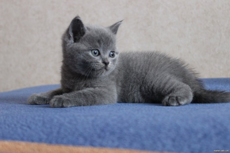 Персидско Сибирская кошка