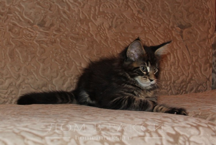 Метис британской кошки