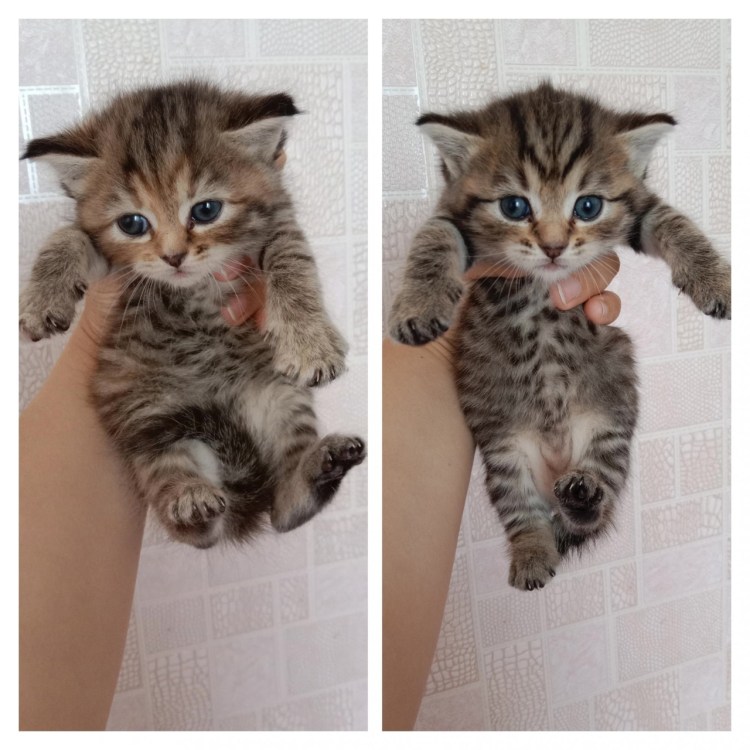 Метис Мейн куна и сибирской кошки