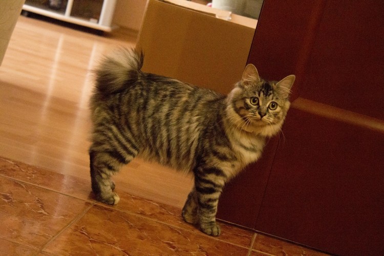 Британец с Сибирским котом