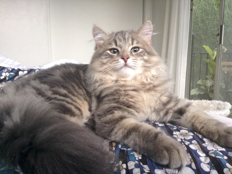 Помесь британца и перса