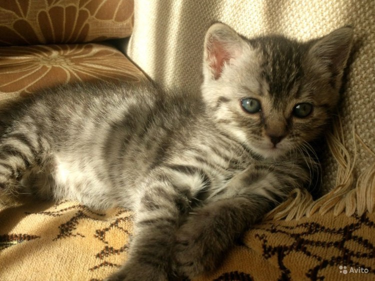 Кличка кошки Томик