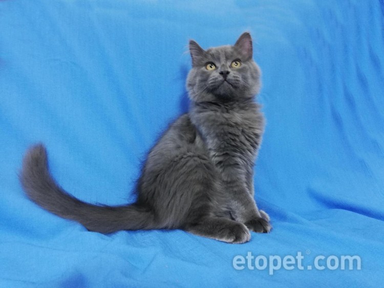 Метис британца и курильского бобтейла