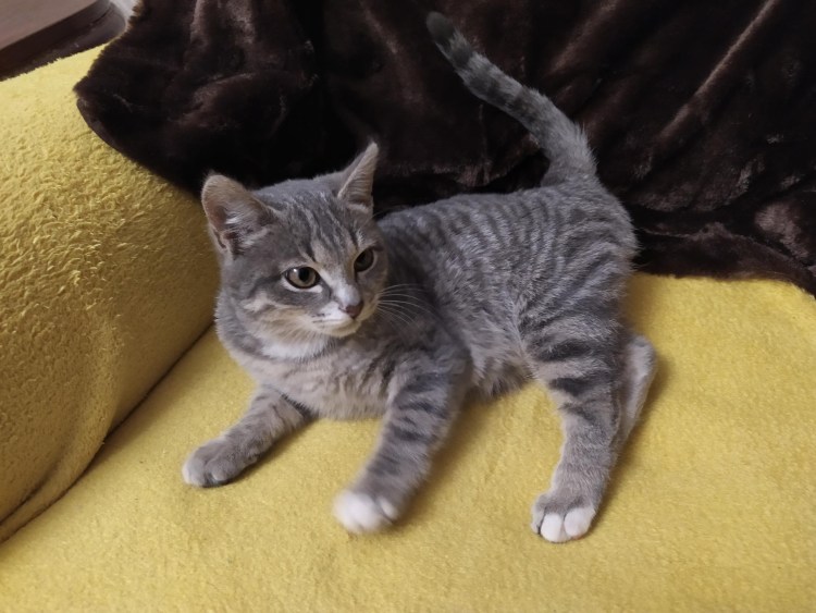 Кот перс с британцем смесь