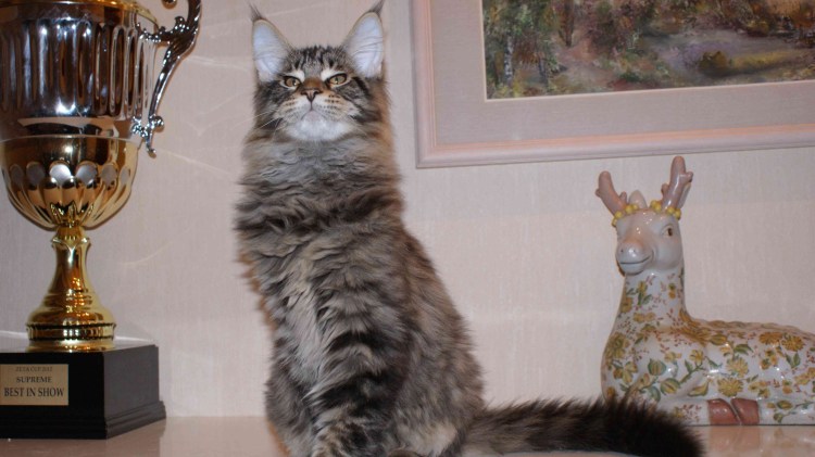 Британия Сибирская 46 фото