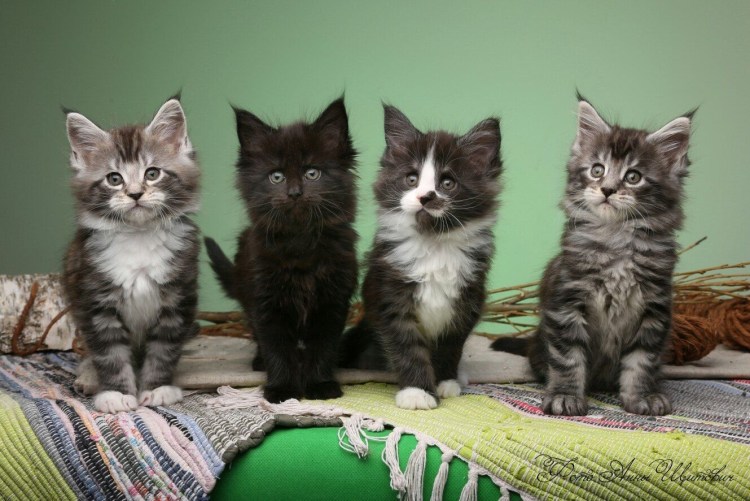 Метис Мейн куна