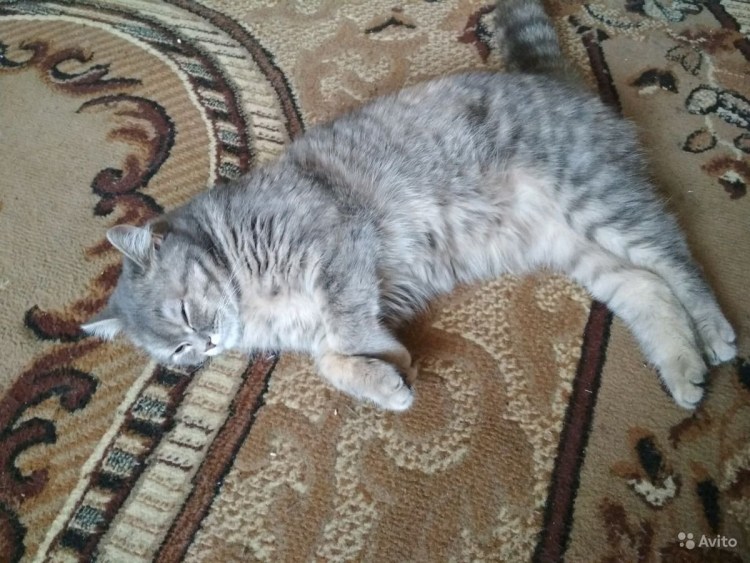 Котята метисы Сибирские