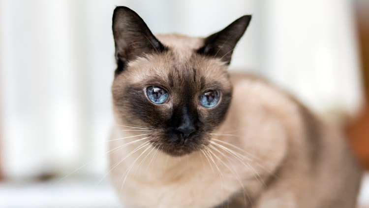 Skogkatt - Норвежская Лесная кошка.