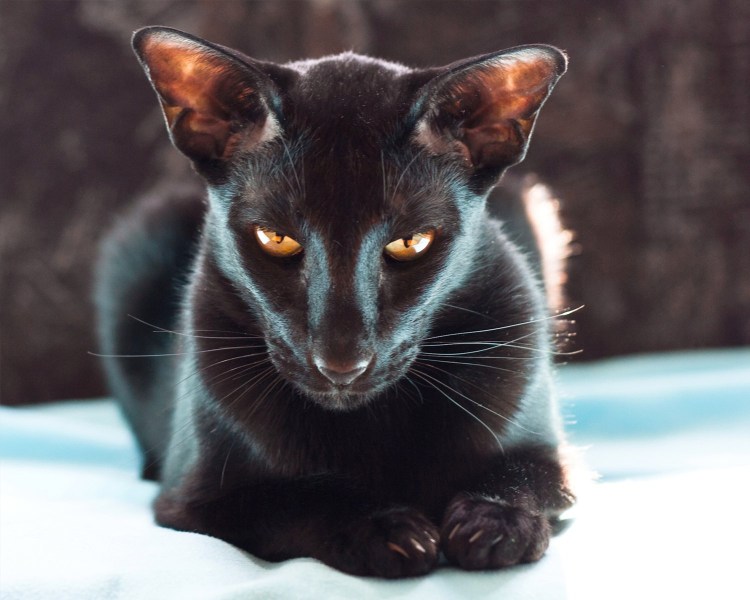 Экзот кошка черная