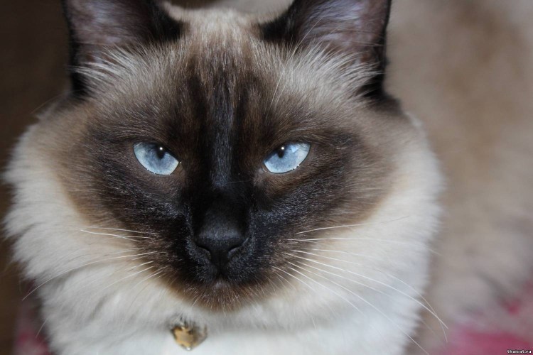 Сиамская пушистая кошка Балинезийская