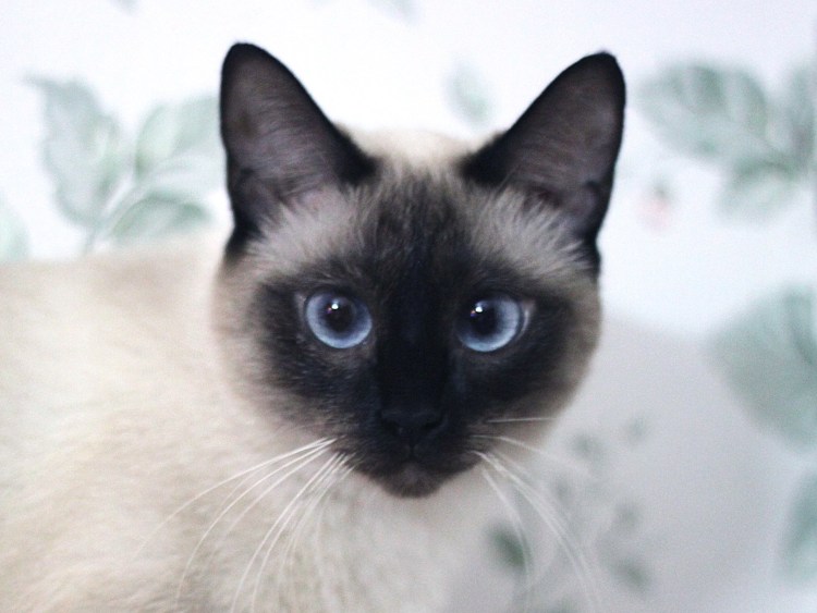 Тайская кошка черная