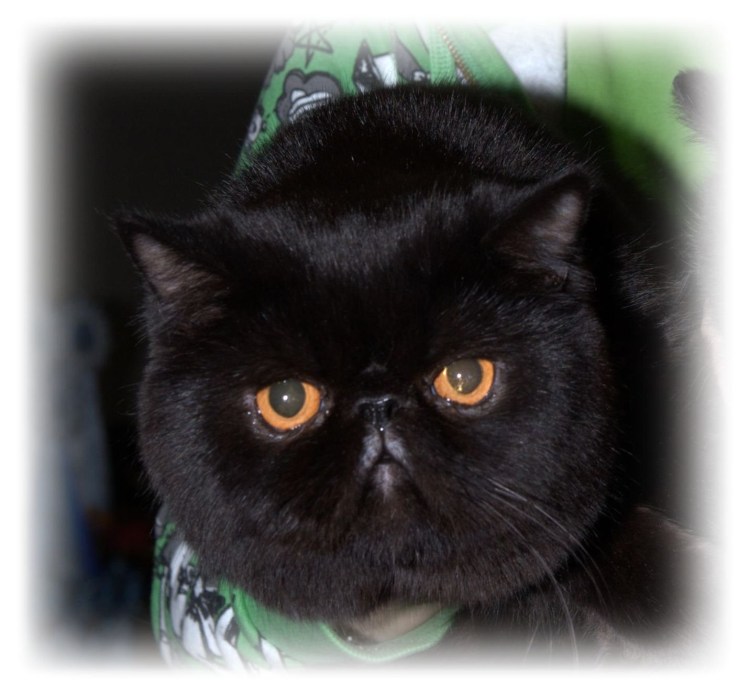 Сиамский кот косоглазый