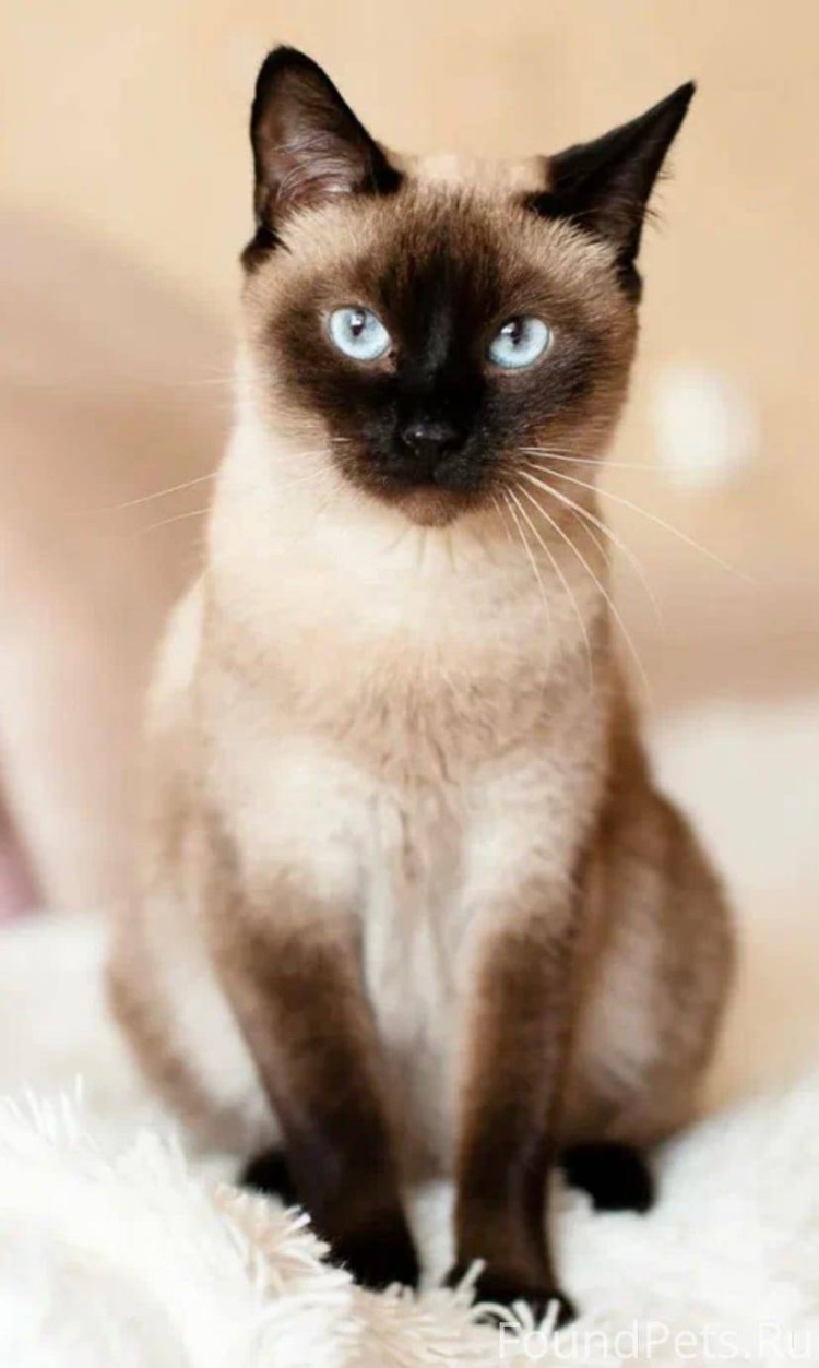 Сиамская кошка