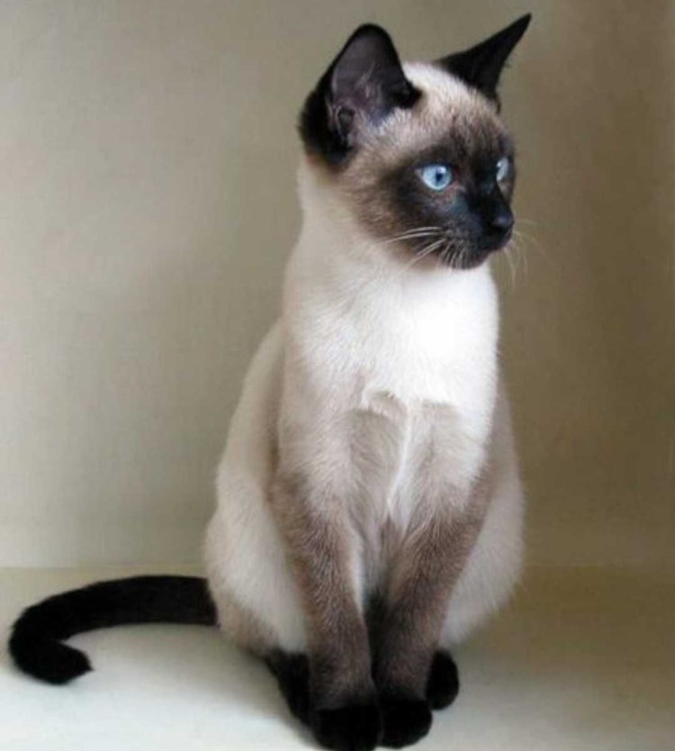 Кошки породы Химера