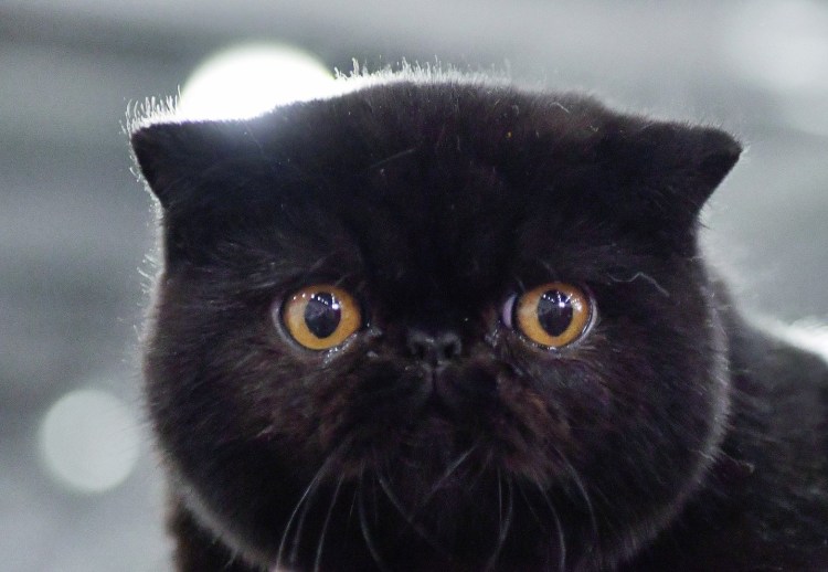 Тайская Сиамская кошка серая