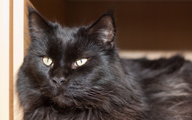 Кот Ориентал черный