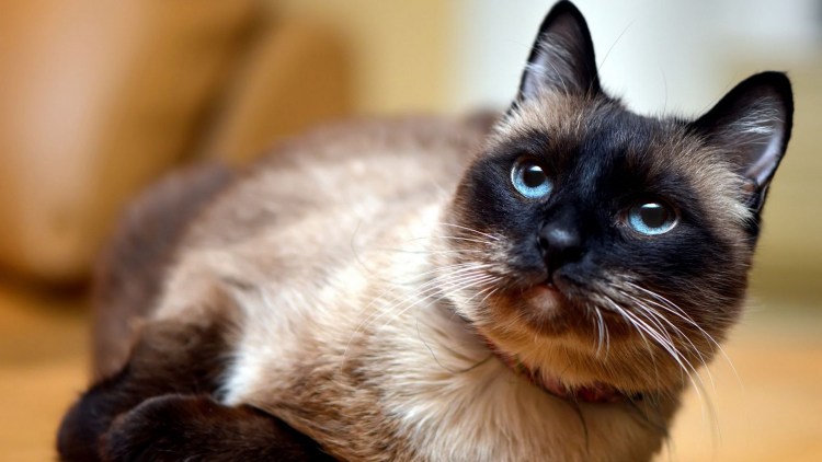 Сиамская кошка гетерохромия