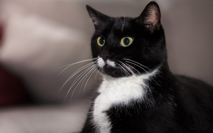 Тайская кошка Сноу Шу