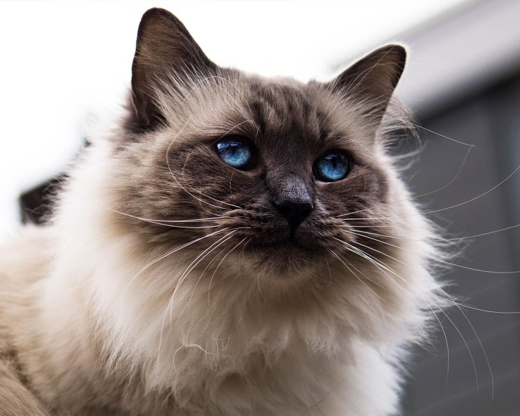 Сиамская порода кошек