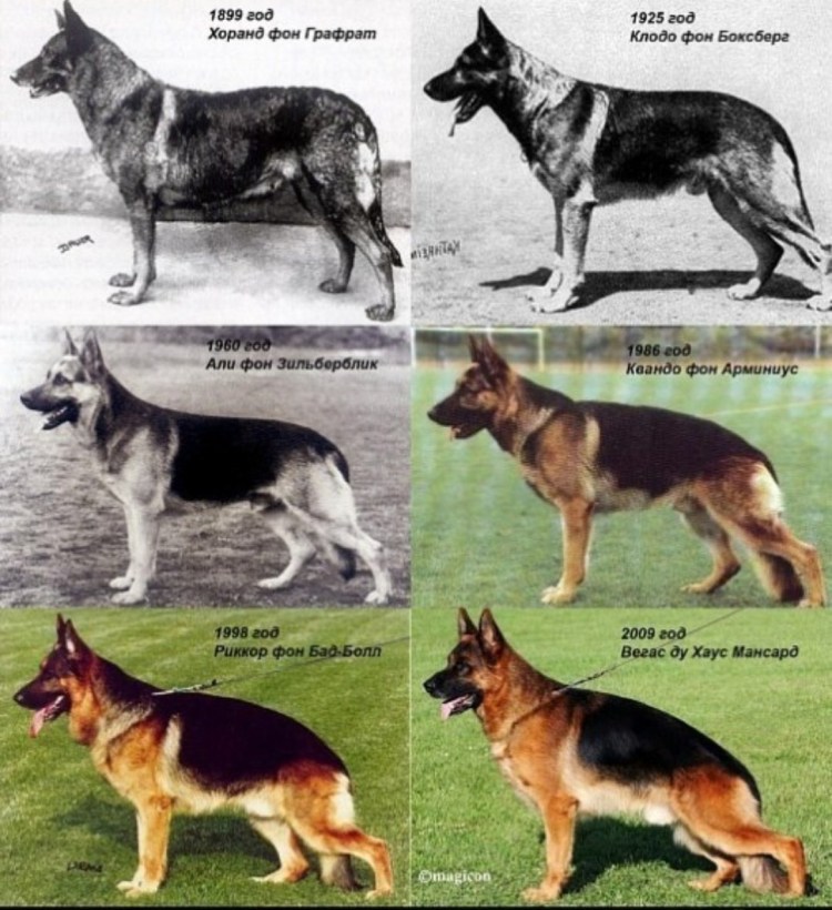 Старотипная немецкая овчарка стандарт породы
