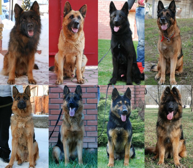 Овчарка по месяцам