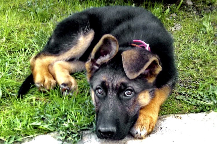 Породы собак немецкая овчарка щенки