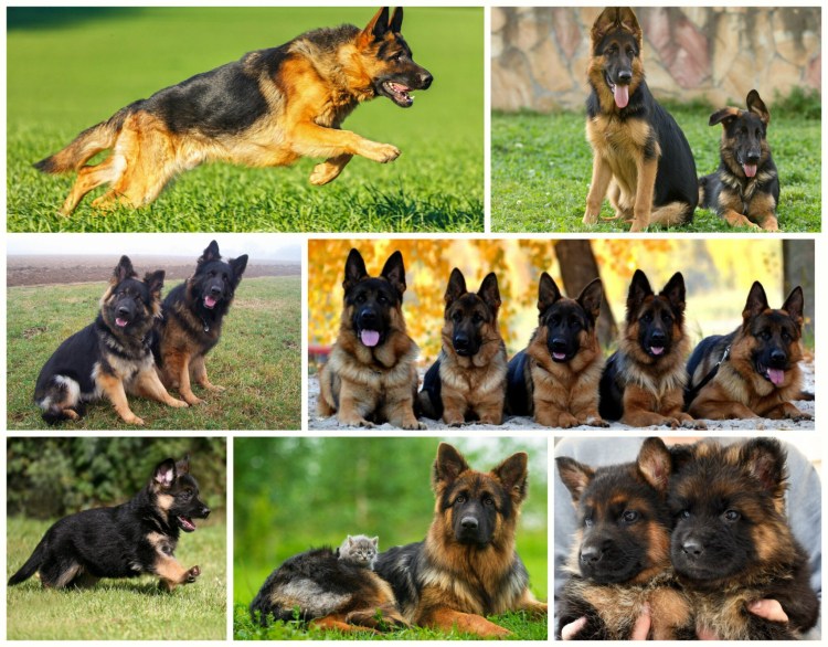 Стандарт немецкой овчарки кобель