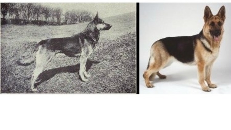 Шведский корги волк