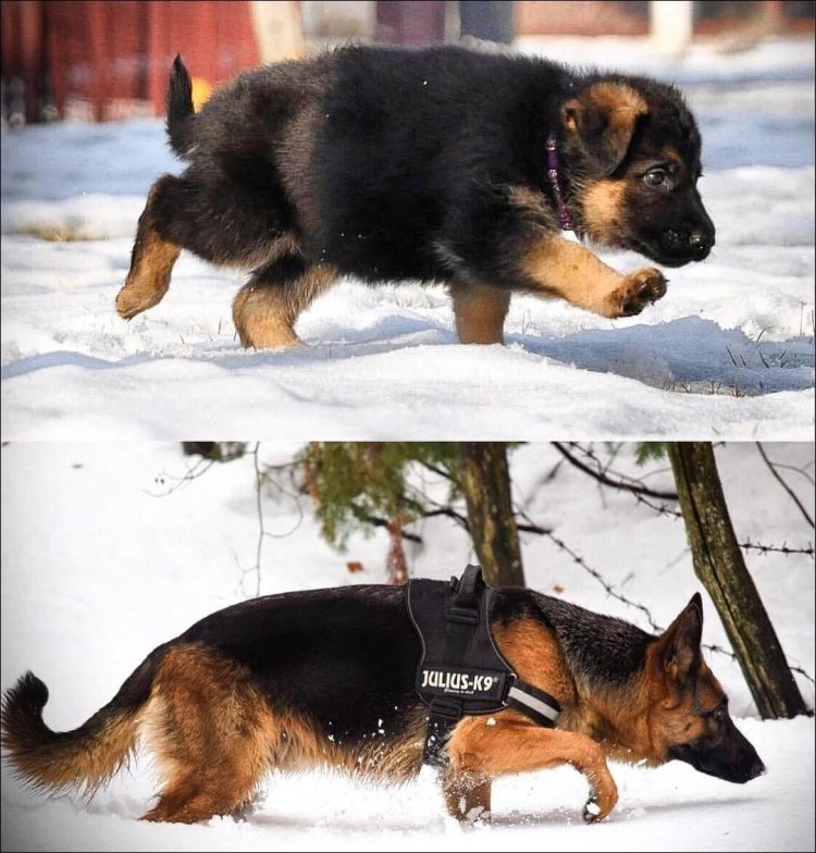 Штефаниц немецкая овчарка