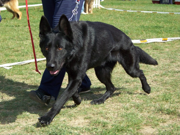 Немецкая овчарка 100 лет назад