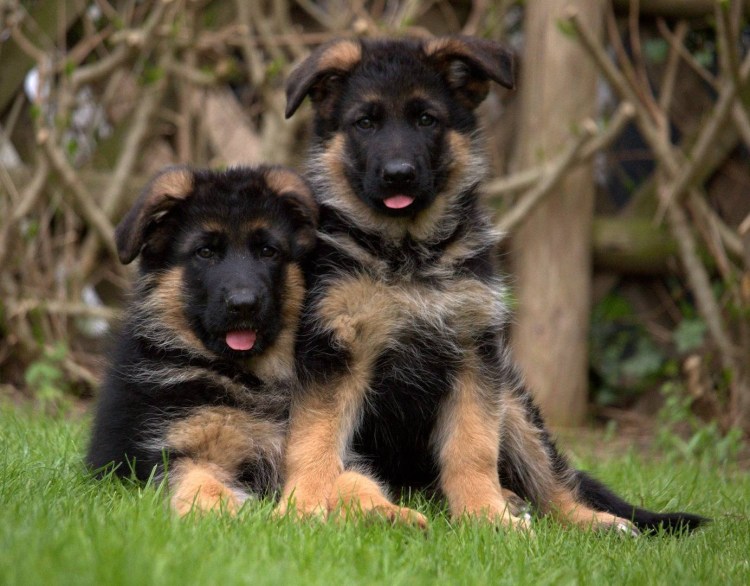 Пес мама породы немецкая овчарка