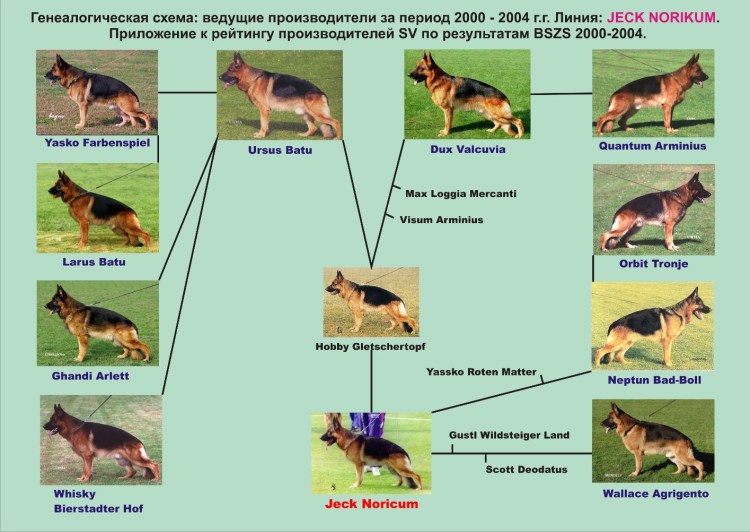 Овчарка короткошерстная
