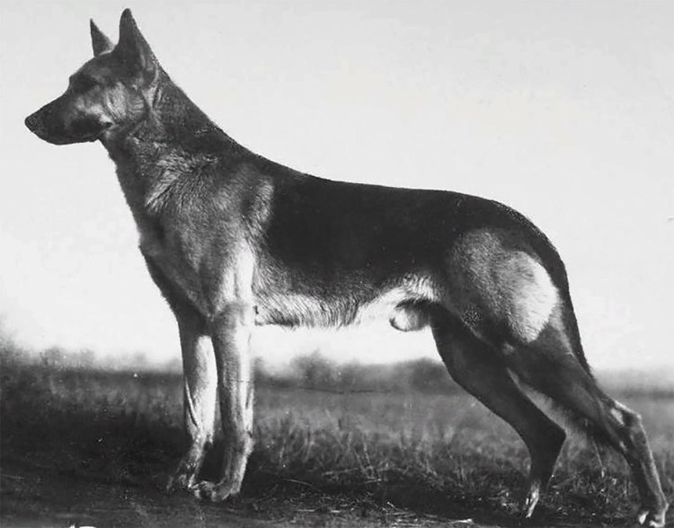 Немецкий пинчер рост