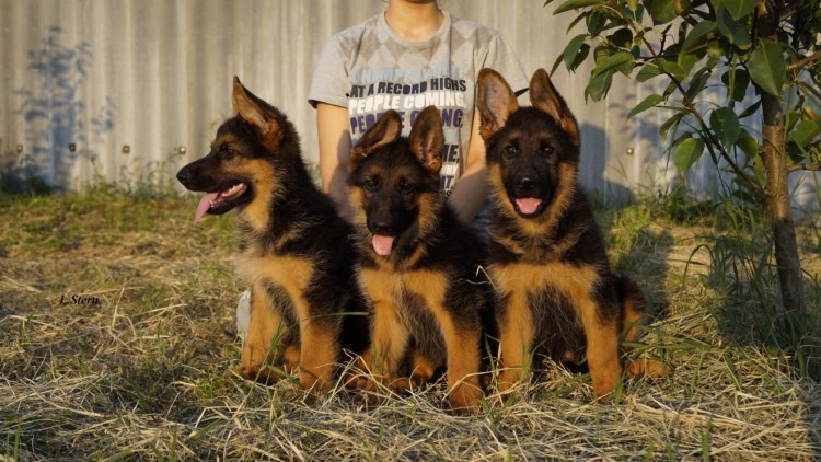 Гектор немецкая овчарка