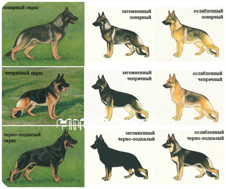 Все Виды Овчарок С Фото И Названиями