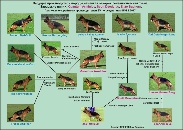 Немецкая овчарка Эволюция породы