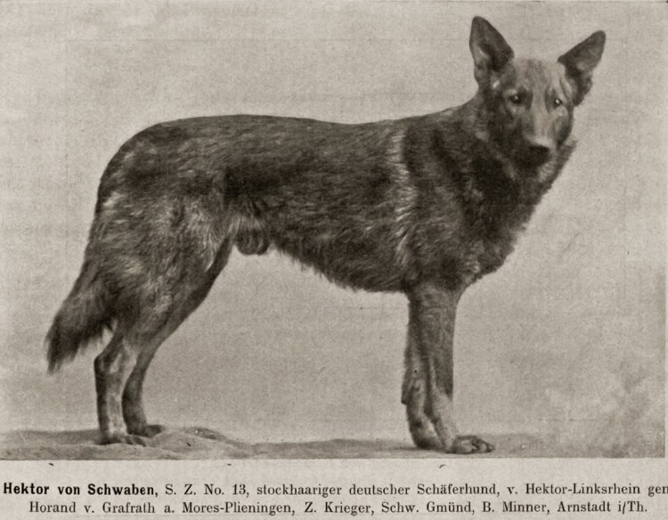 Шаг, Рысь, галоп и иноходь собаки