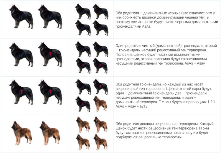 Норма веса для длинношерстной немецкой овчарки