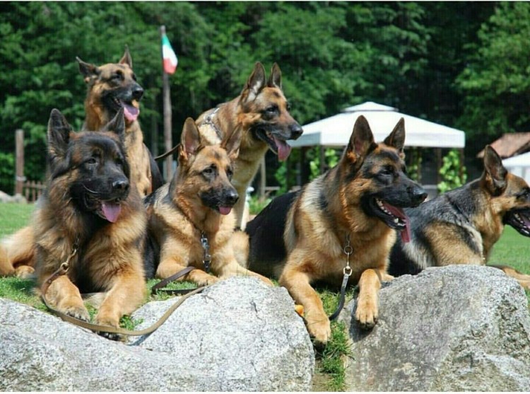 Первая немецкая овчарка Грайф