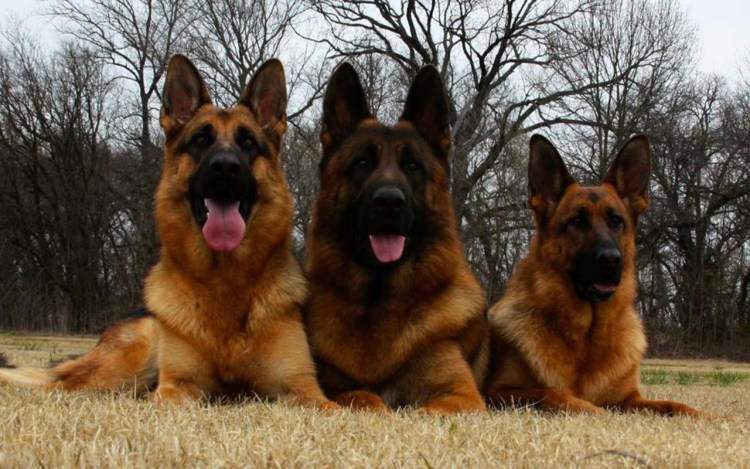 Щенки овчарок смешанных