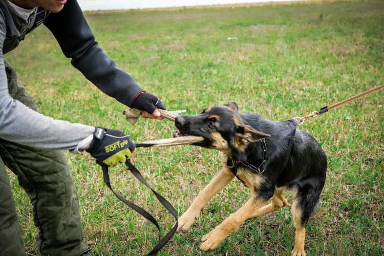 Немецкая овчарка охотничья собака