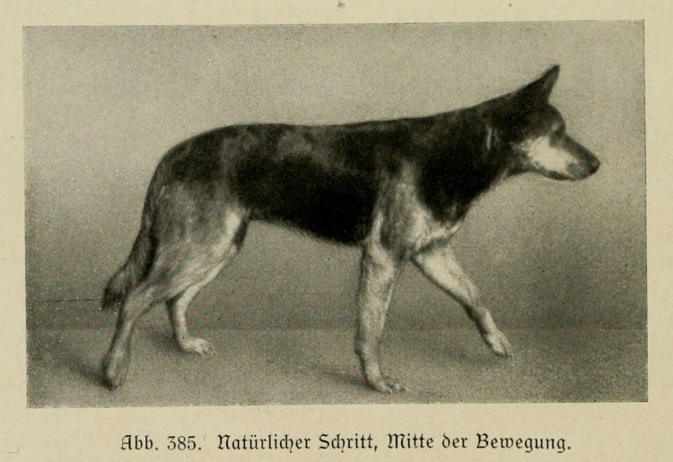 Таблица роста веса черной немецкой овчарки