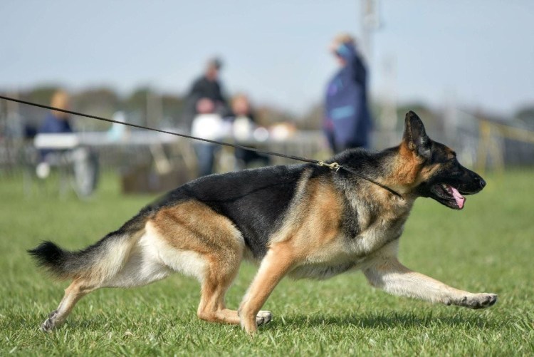Близнецова немецкая овчарка