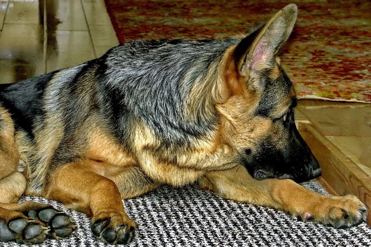 Оборонительная реакция собаки