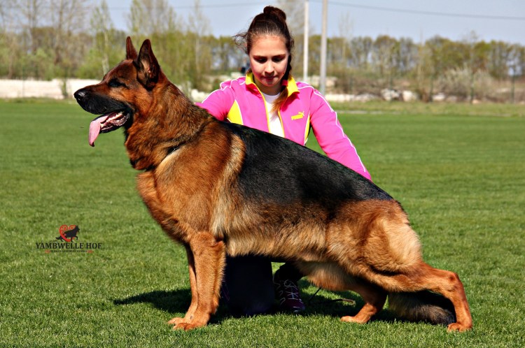 Три немецких овчарки в частном доме