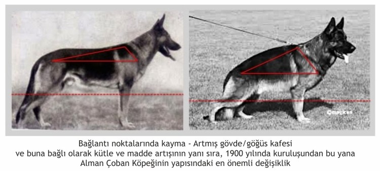 Немецкая овчарка 100 лет назад